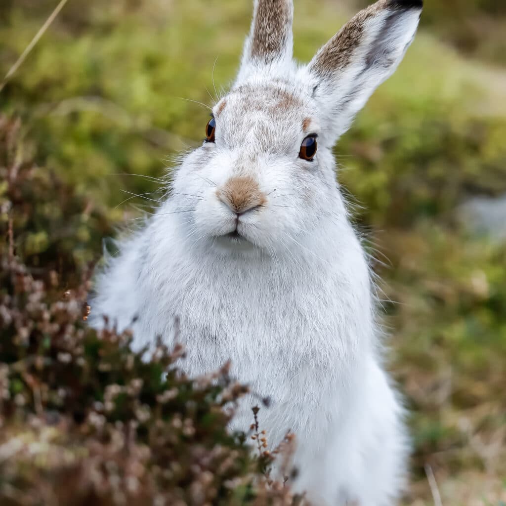 Vit hare