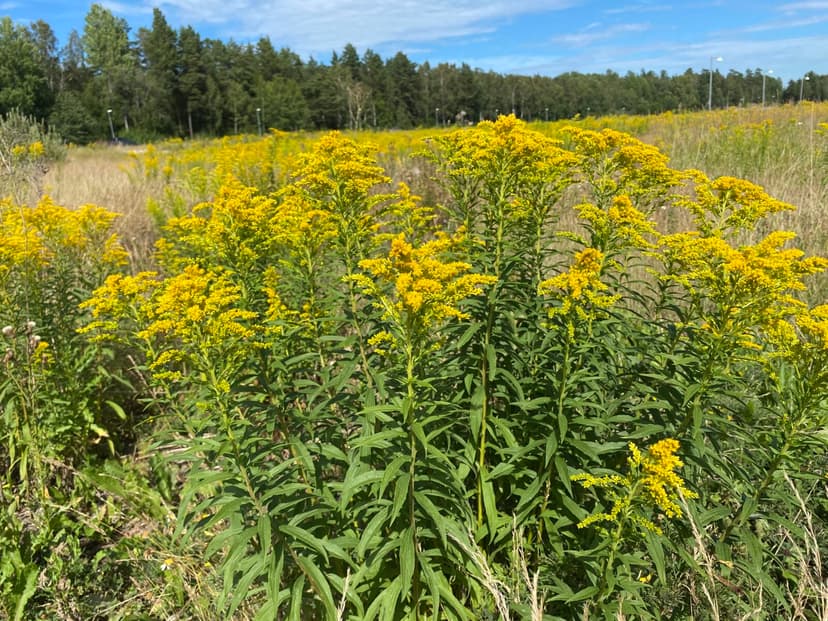 Sju invasiva blommor och hur du bekämpar dem